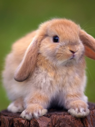Lapin de Pâques Lapin de Pâques