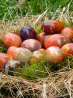 Chasses aux oeufs de Pâques 2014 à Lyon Chasses aux oeufs de Pâques 2014 à Lyon