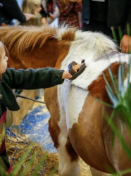 Salon du Cheval Paris Salon du Cheval Paris
