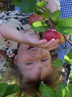 Cueillette de pommes petite fille
