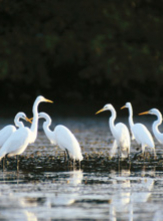 Réserve ornithologique de Saint Laurent du Var