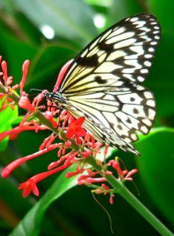 Jardins aux papillons