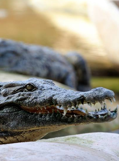 La Planète des Crocodiles - crocodiles