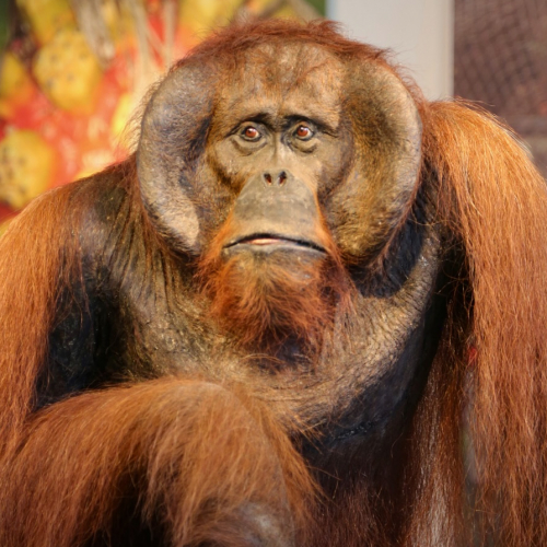Expo Orang-Hutan, l'homme de la forêt