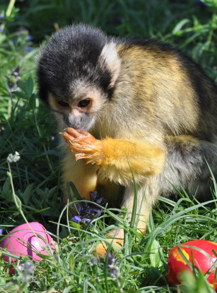 Chasse aux oeufs de Pâques Safari de Peaugres