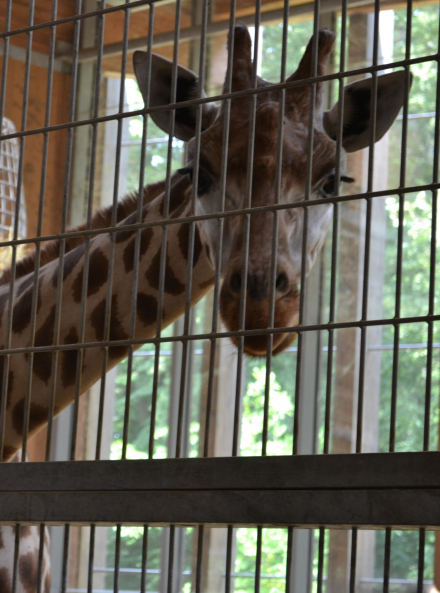zoo de lyon