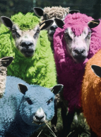 La tonte des moutons et la laine 2017