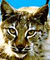 Parc animalier du Château de Moidière