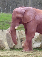 Elephant rose du 1er avril