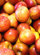 Cueillette de pommes aux Jardins de Brocéliande