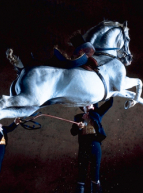 Les Nuits Equestres - MP2013