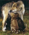 Parc du chien nordique