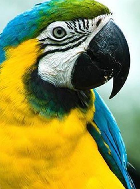 Tropical Parc - perroquets