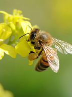 Fête de l'abeille 2015