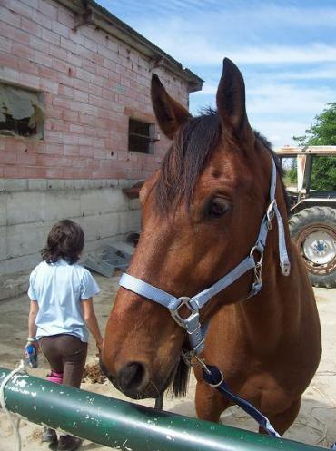Cheval Garonne
