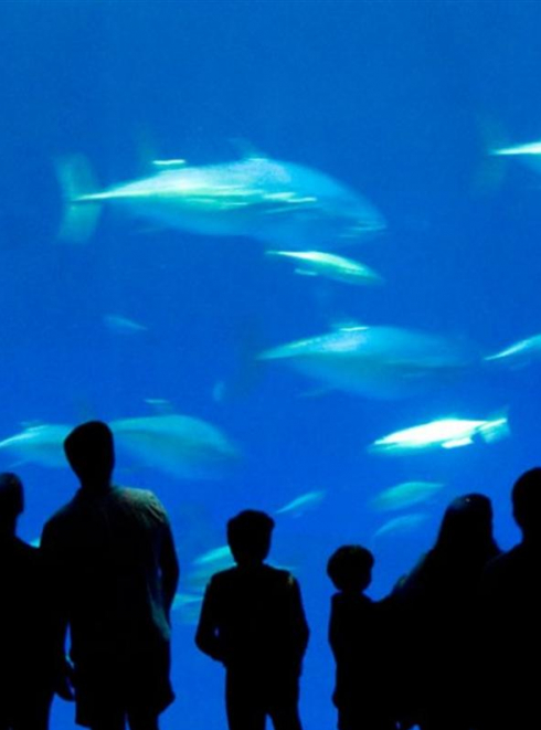 Aquarium Noirmoutier