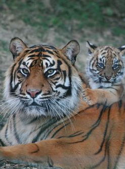 Zoo de Champrepus