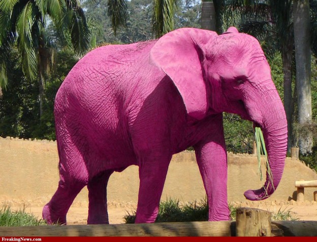 Des éléphants roses au Parc zoologique de Lille pour le 1er avril 2017 ...