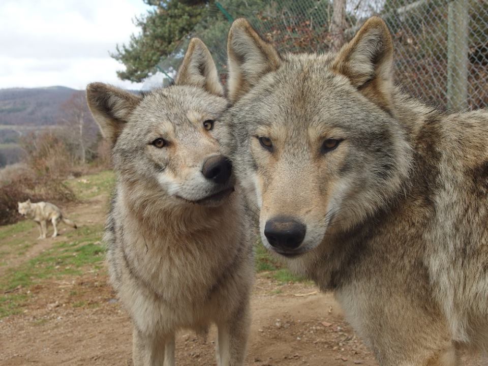 Les Loups Du Millénaire Les Loups du Gévaudan : parc animalier en famille - Citizenkid