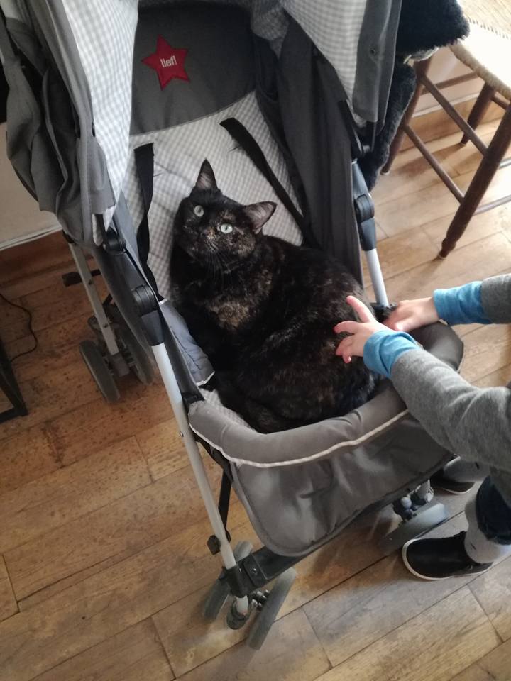 Le Chat Puccino Bar A Chats A Rennes Gouter Ou Dejeuner En Famille En Bretagne Citizenkid
