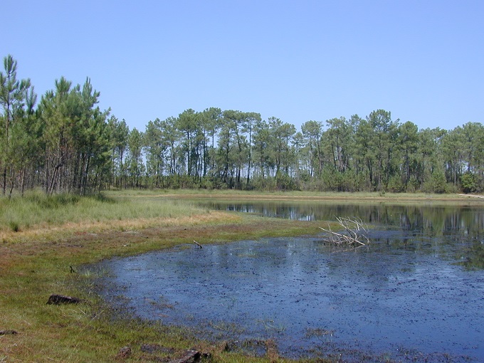 Parc naturel régional des Landes de Gascogne balades et randonnées en famille près de Bordeaux
