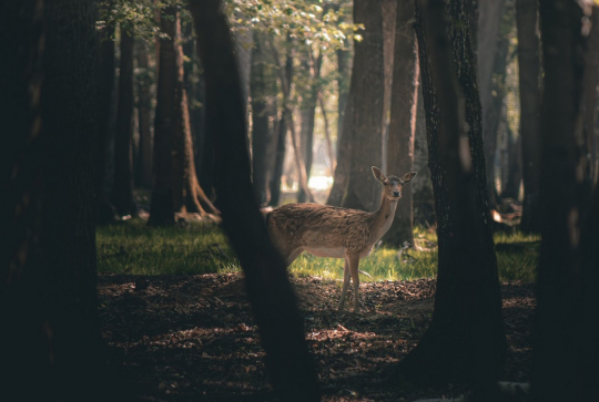 Espace Rambouillet : biche