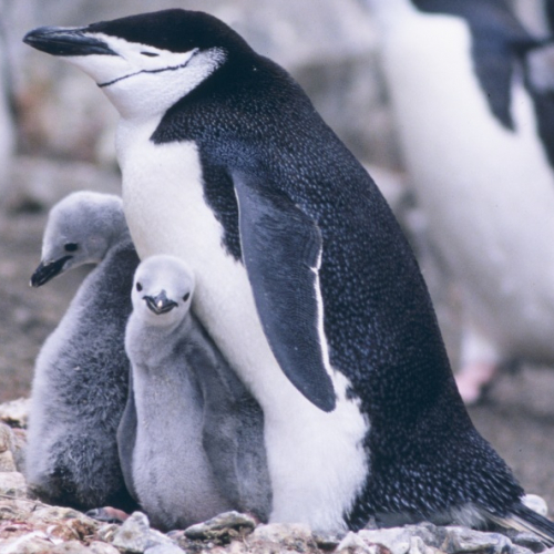 Visite guidée spéciale fête des pères au Musée d'Histoire Naturelle de Lille