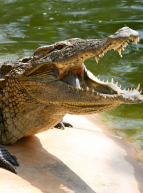 Ferme aux Crocodiles