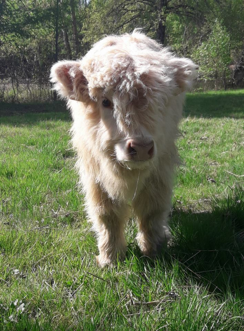 Pinpin Pilou - Vache