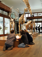 Muséum d'Histoire Naturelle de Nantes