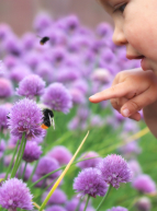 Fête de l'abeille à Nice