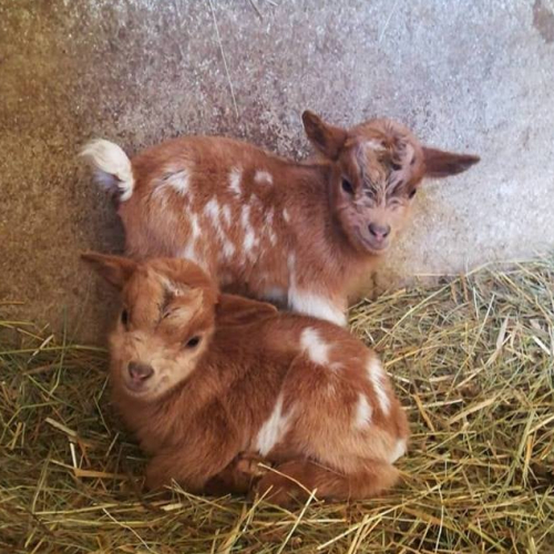 Ferme animalière d'Auriol