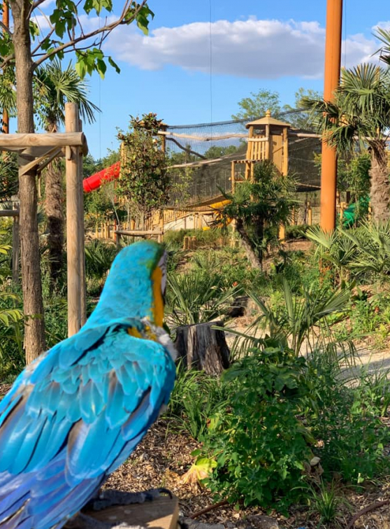 Parrot World : perroquet