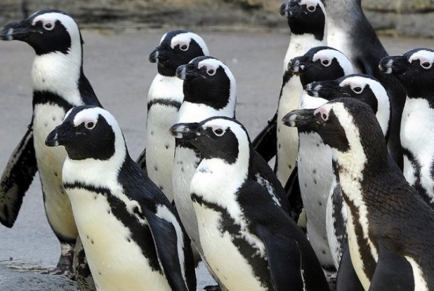 Océarium du Croisic - Manchots
