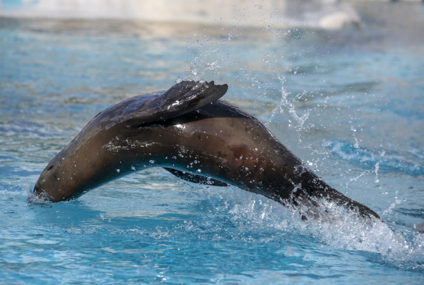 Spectacle d’otaries « L’Odyssée des Lions de Mer »