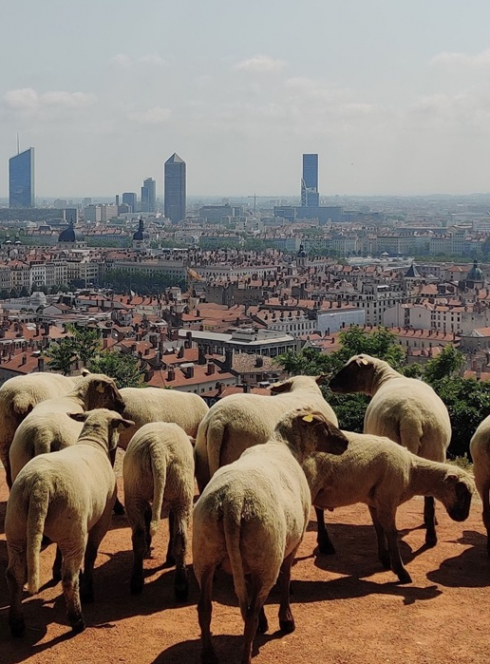La Petite transhumance du Grand Lyon : Les moutons devant le crayon de Lyon