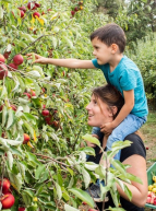 Cueillette de Cergy : pomme ramassée sur le dos d'une maman
