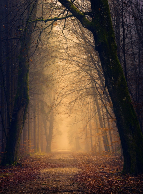 Animations d'hiver 2019 à la Grange aux paysages