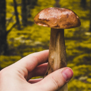 Cueillette de champignons au Parc de la Deûle