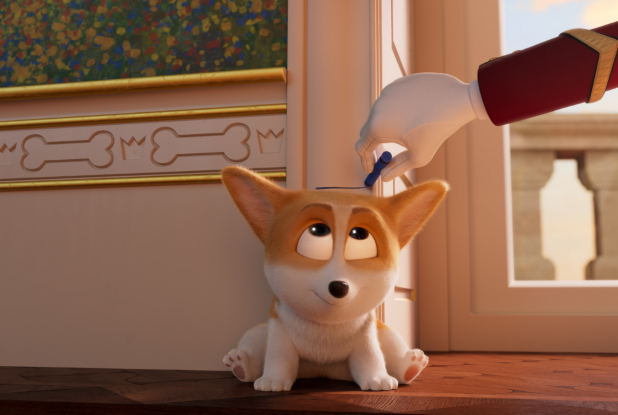 Royal Corgi - quelle taille