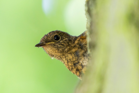 Château et Parc de la Mirabelle