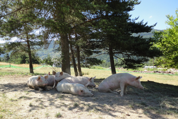 Ferme de l'escaillon : Cochons