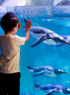 Aquarium SEA LIFE Paris - Val d'Europe : enfants et manchots