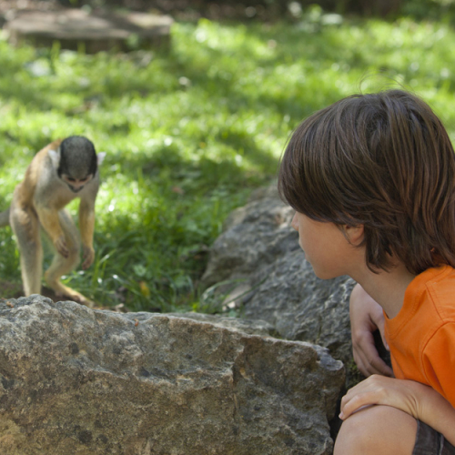 La Vallée des singes : en famille