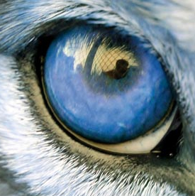 Oeil du loup
