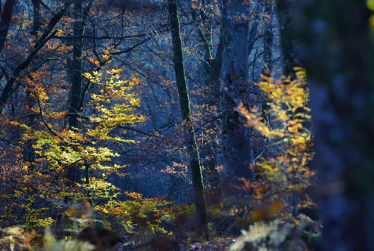 Forêt de Fontainebleau : Des arbres et feuillages