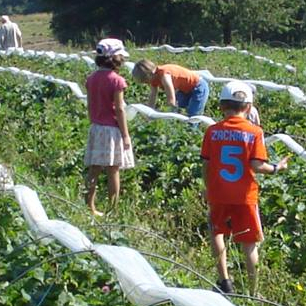 Bienvenue à la Cueillette des Piottes