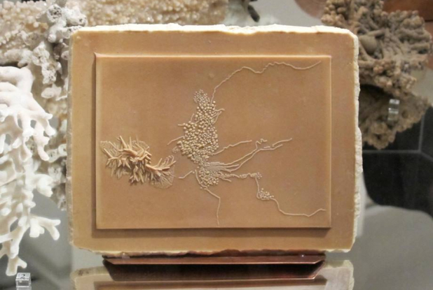 Fontaines Pétrifiantes de Saint-Nectaire - Exposition