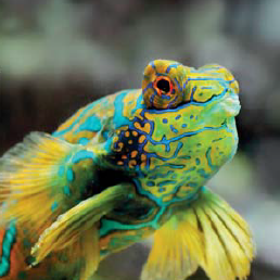 Poissons musée océano