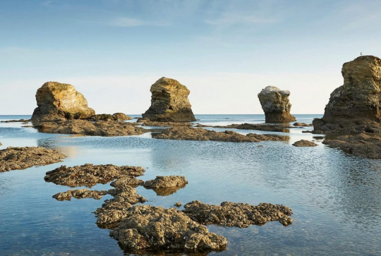 Saint-Hilaire-de-Riez, pineaux